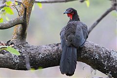 White-winged Guan